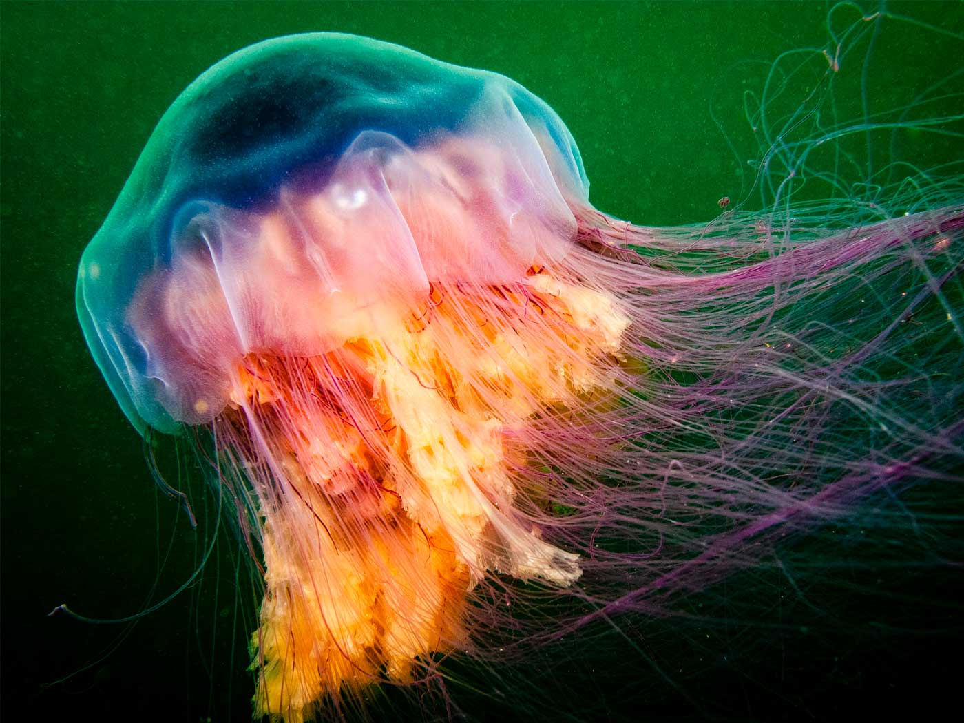 Oceans The Institute for Creation Research